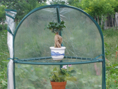 Mini Greenhouse 24
